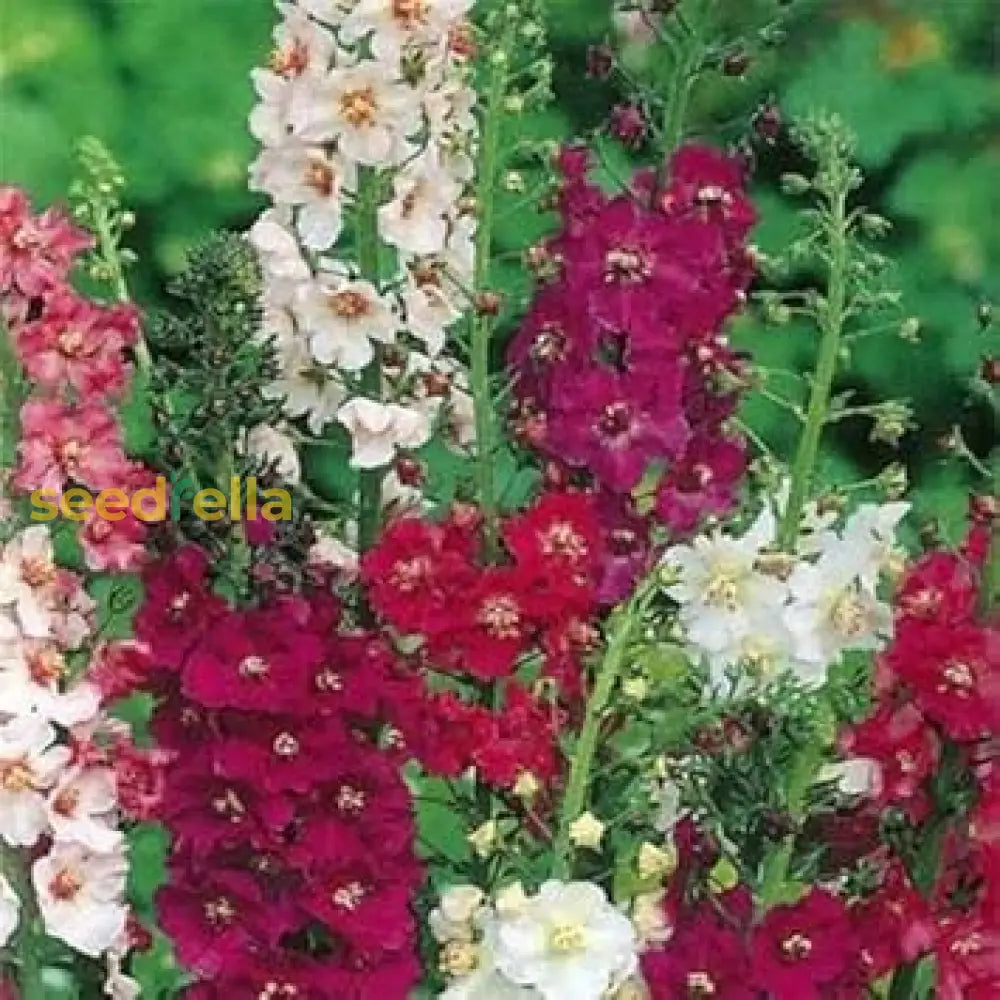 Mixed Verbascum Flower Seeds For Planting