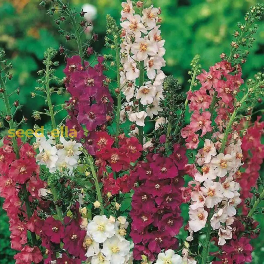 Mixed Verbascum Flower Seeds For Planting