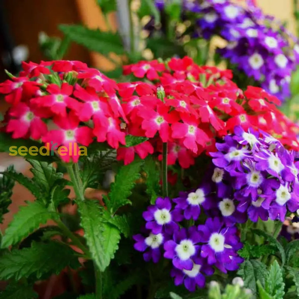 Mixed Verbena Flower Seeds For Beautiful Floral Arrangements