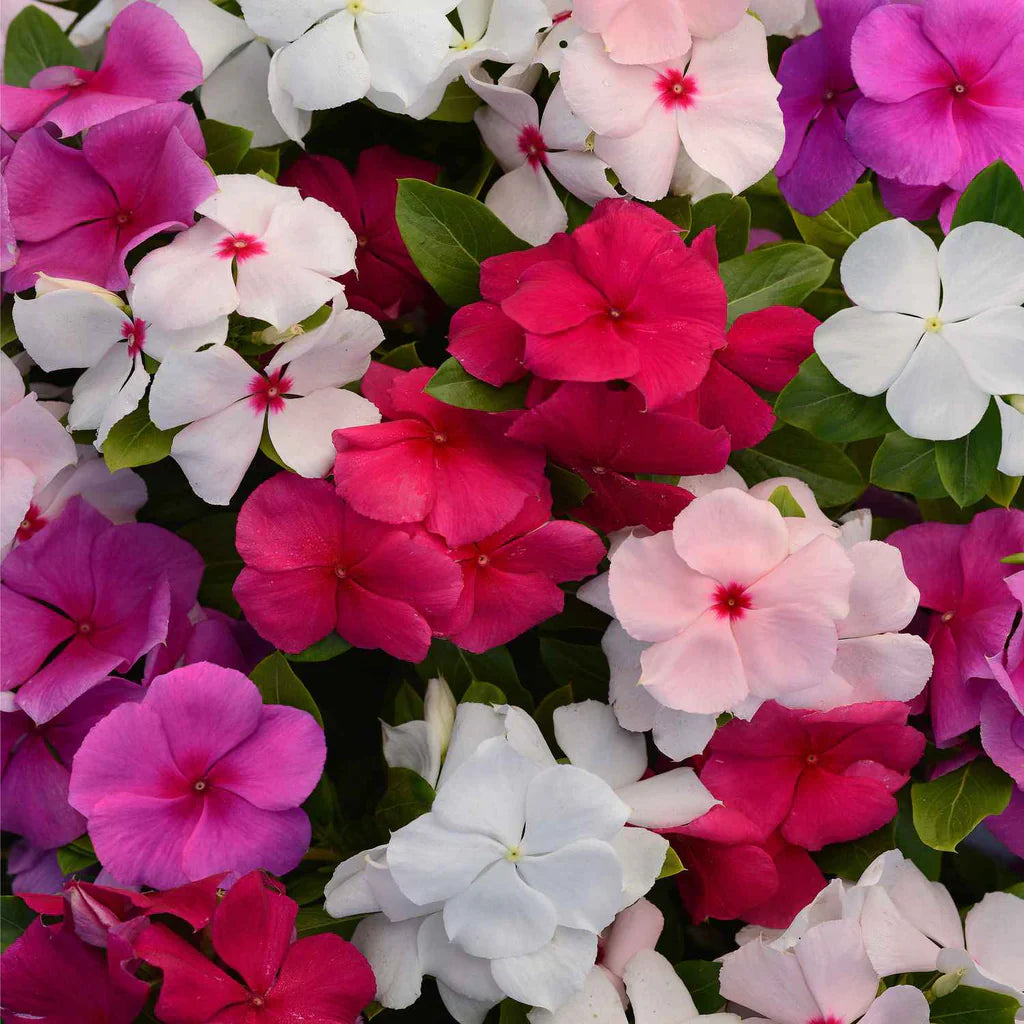 Mixed Vinca flower seeds for planting colorful garden blooms