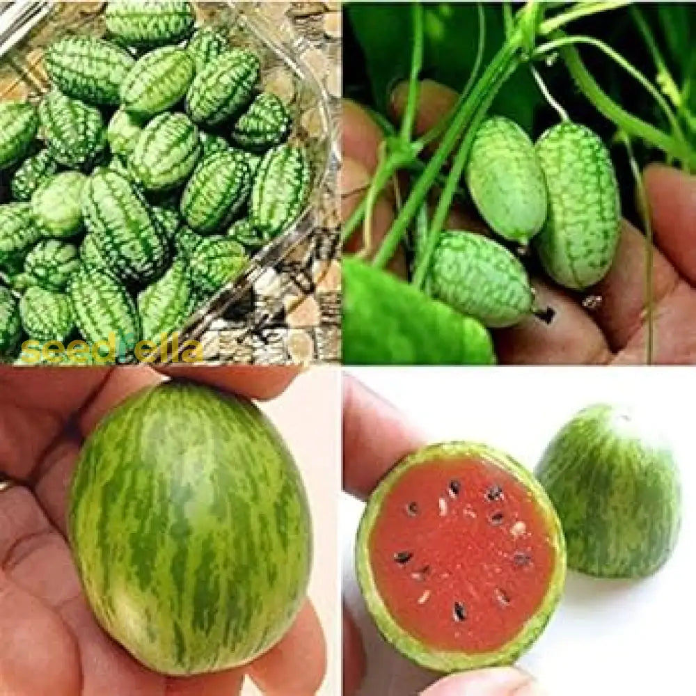 Mixed Watermelon Seeds for Planting in Home Gardens