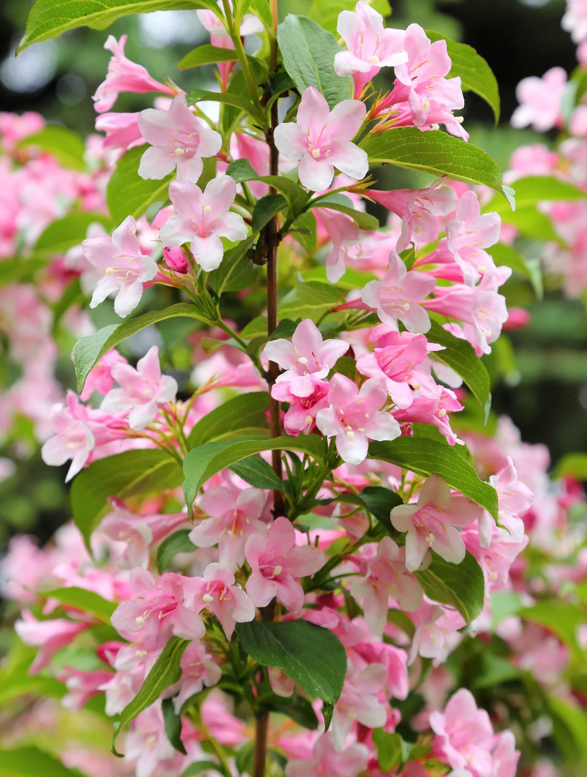 Mixed Weigela Flower Seeds for Planting