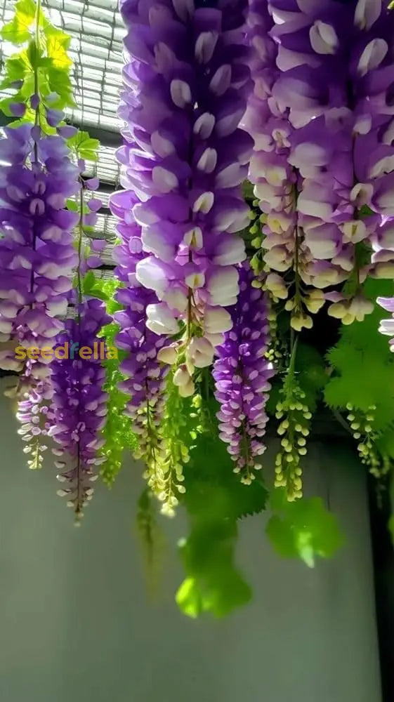 Mixed Wisteria Flower Seeds For Planting | Beautiful Cascading Blooms Your Garden