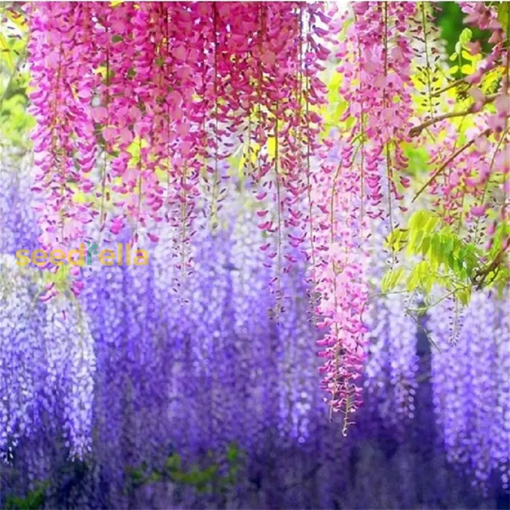 Mixed Wisteria Flower Seeds For Planting | Beautiful Cascading Blooms Your Garden