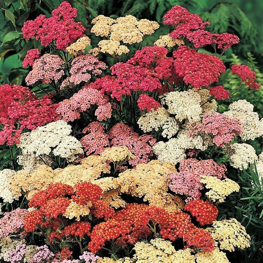 Mixed Yarrow Achillea Millefolium Seeds for Colorful Summer Blooms