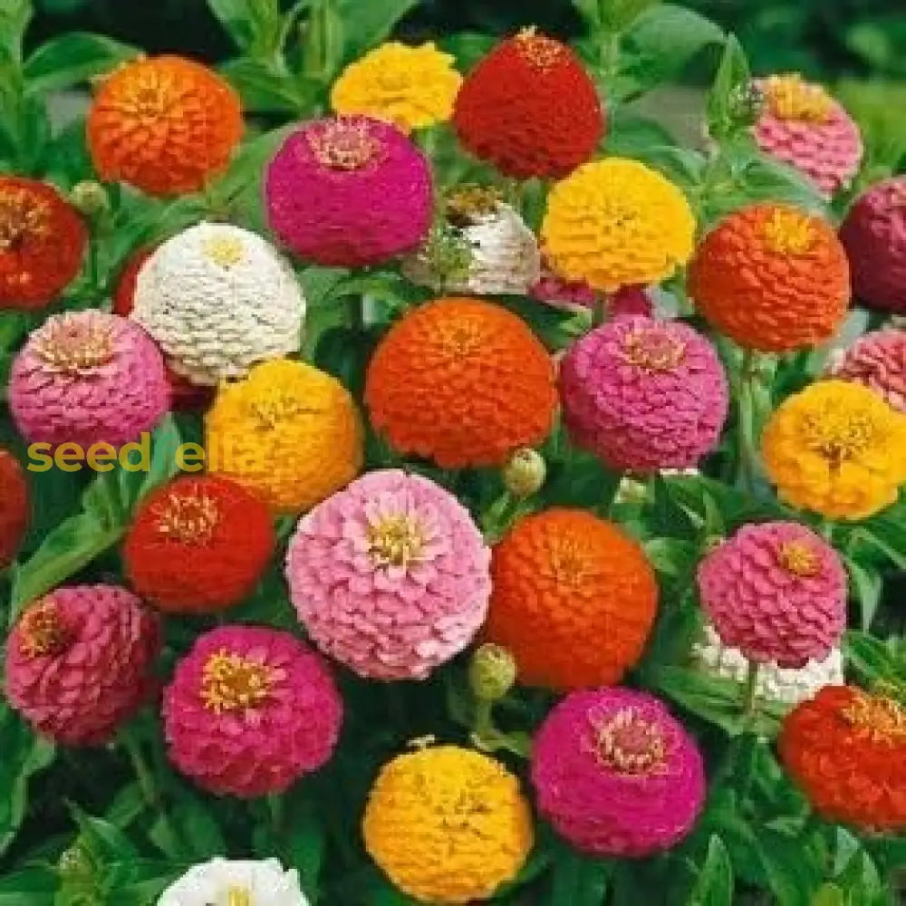 Mixed Zinnia Seeds For Planting Flower