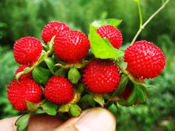 Mock strawberry seeds producing small edible red fruits closeup