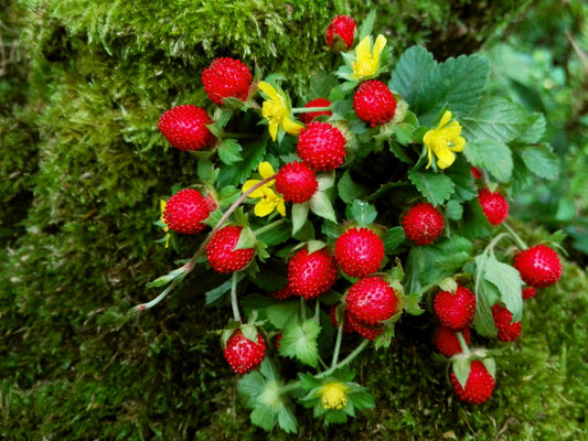 Mock strawberry seeds Potentilla indica edible red berry groundcover plant