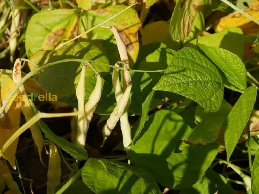 Mogettes Bean Seeds For Planting Vegetable Seeds