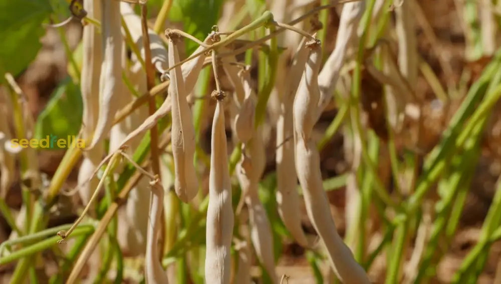 Mogettes Bean plants growing in garden