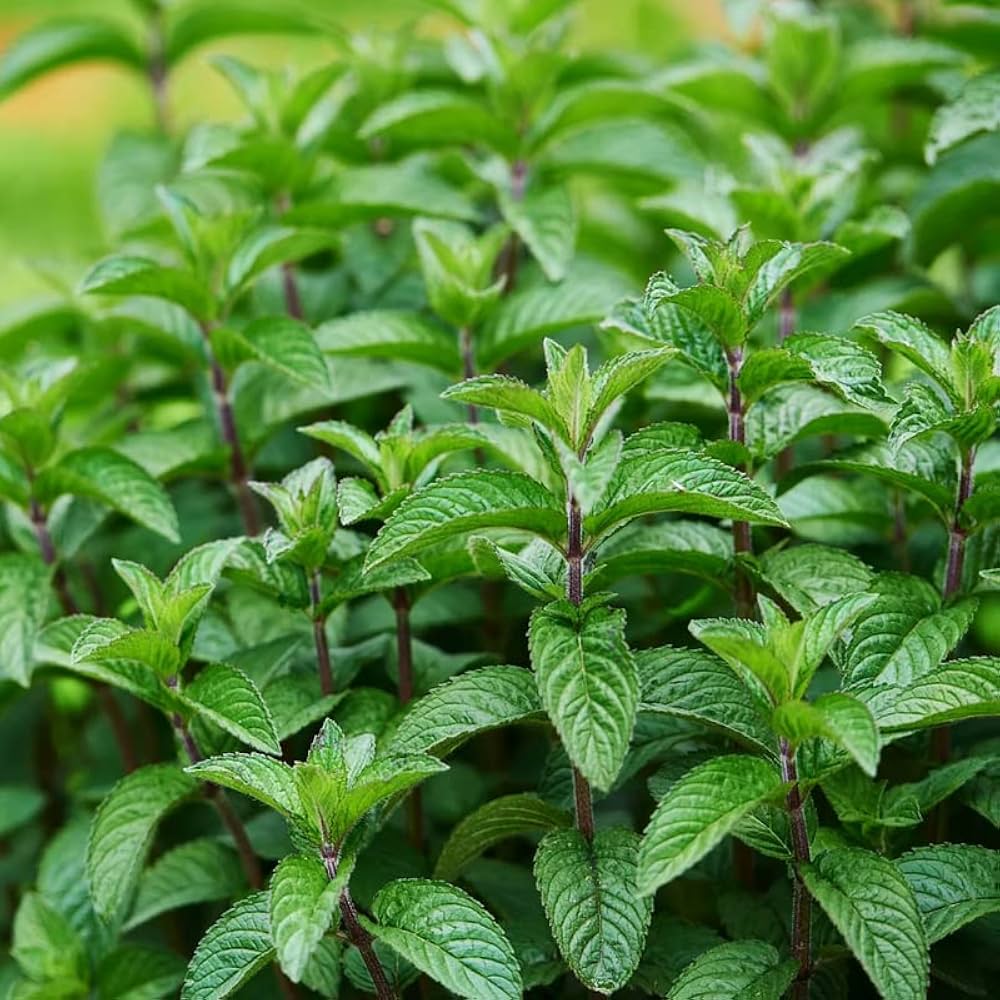 Mojito Mint seeds Mentha x villosa ornamental herb