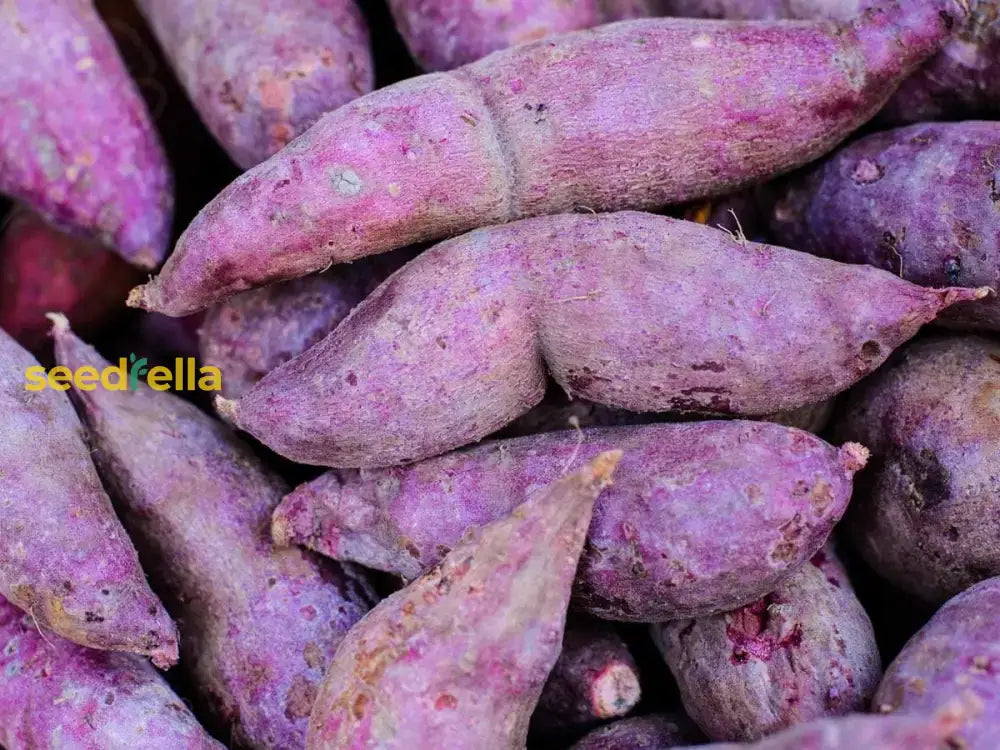 Molokai Purple Sweet Potato Vegetable Seeds For Planting Seeds