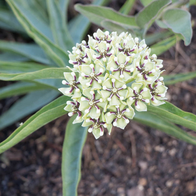 Monarch butterflies feeding on Antelope Horns Milkweed