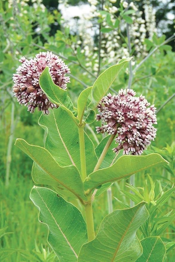Monarch Butterflies Visiting Milkweed Flowers