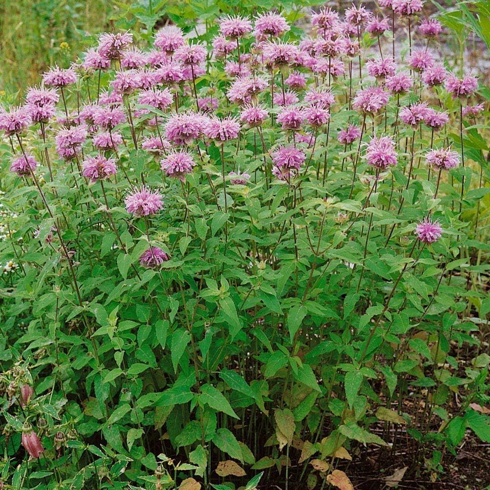 Drought-tolerant Monarda bradburiana plants from high-quality seeds