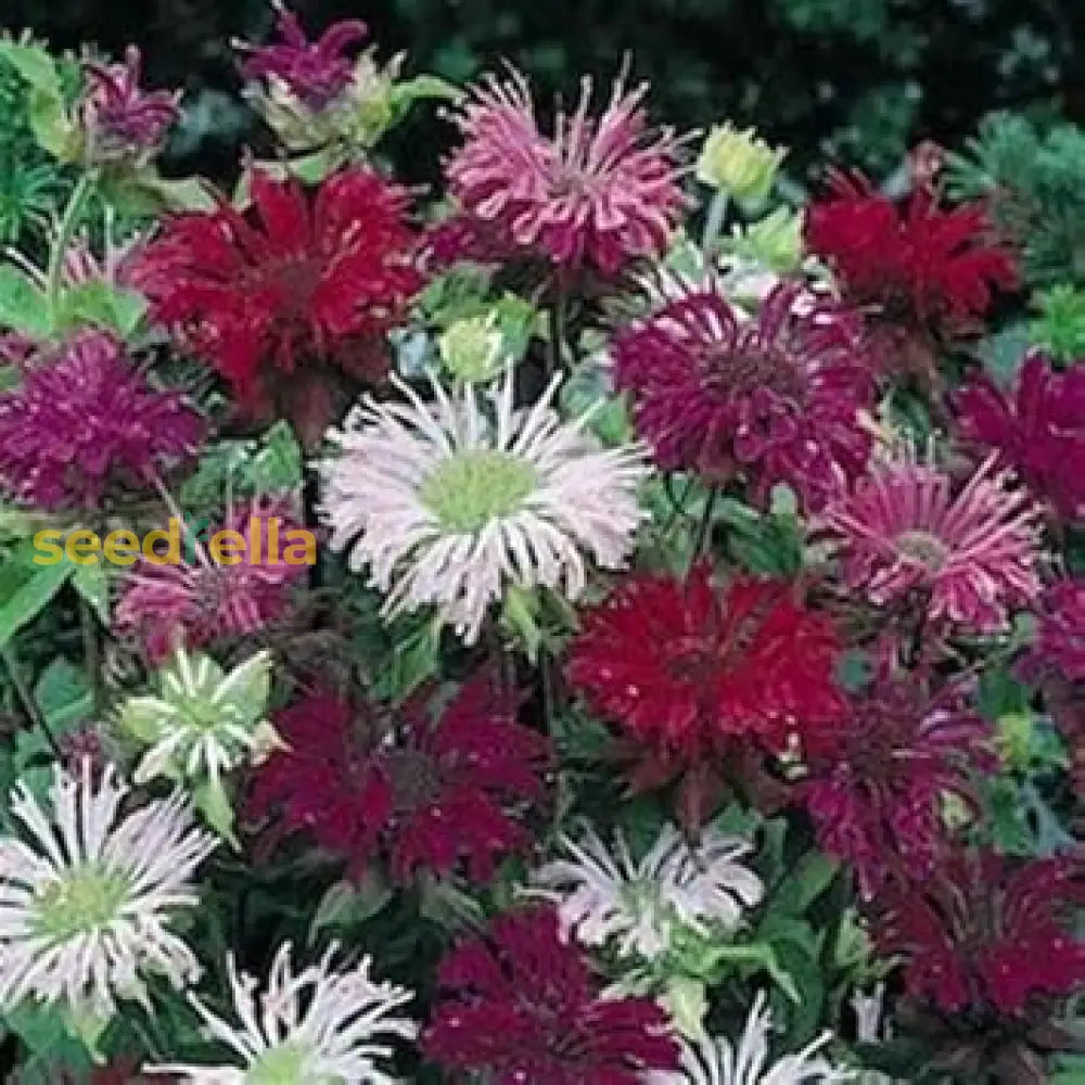 Monarda Didyma Seeds For Planting | Mixed Bee Balm Flowers Flower