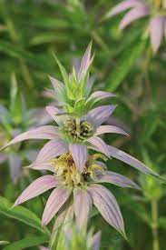 Monarda punctata Spotted Bee Balm Seedlings Sprouting in Pots
