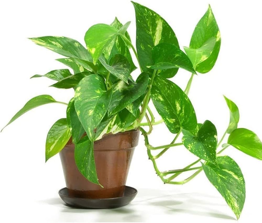 Green Money Tree seeds germinating indoors