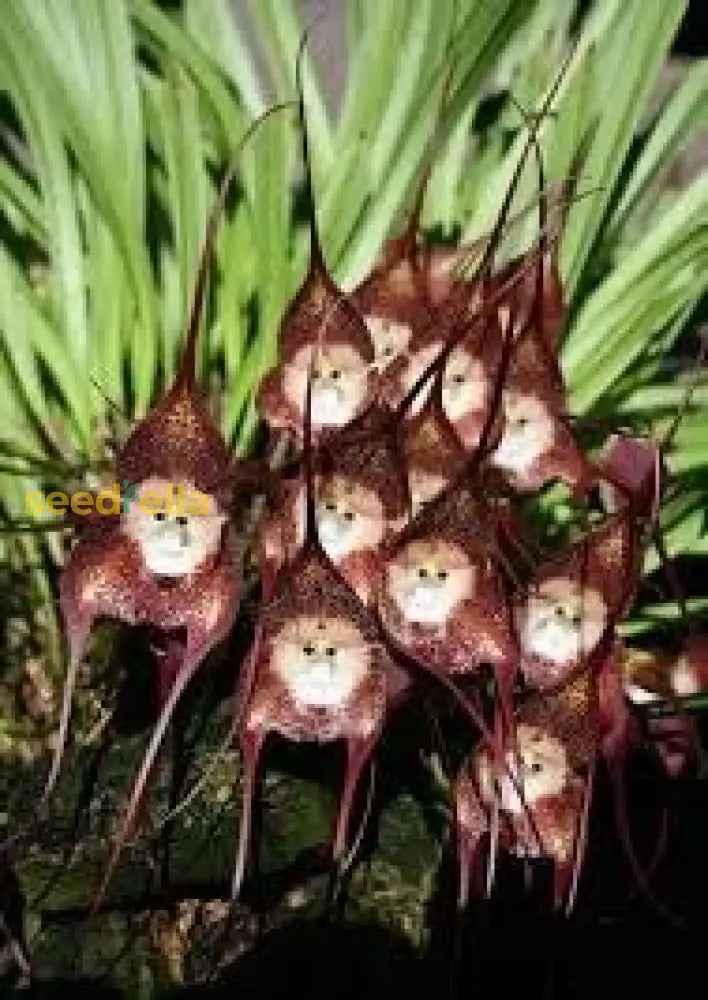 Monkey Face Orchid Flower Planting Seeds  Unique & Exotic Blooms For Your Garden