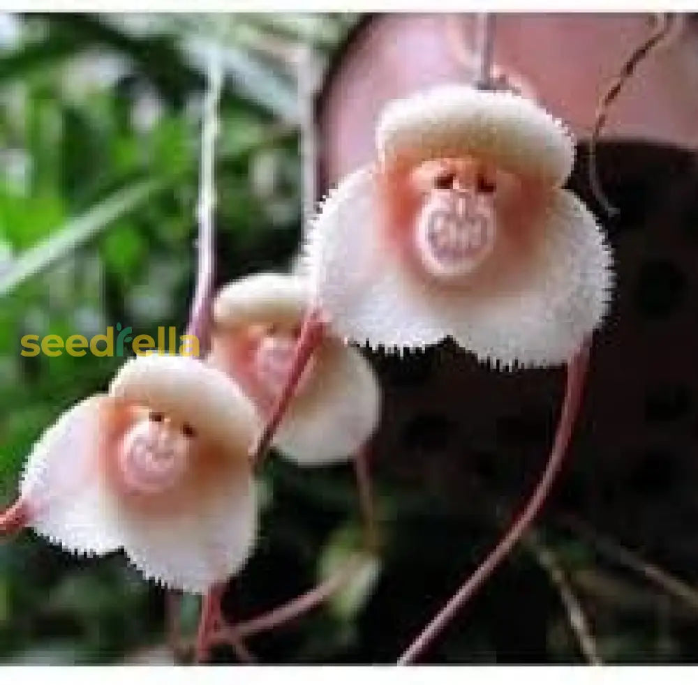 Monkey Face Orchid Flower Planting Seeds  Unique & Exotic Blooms For Your Garden