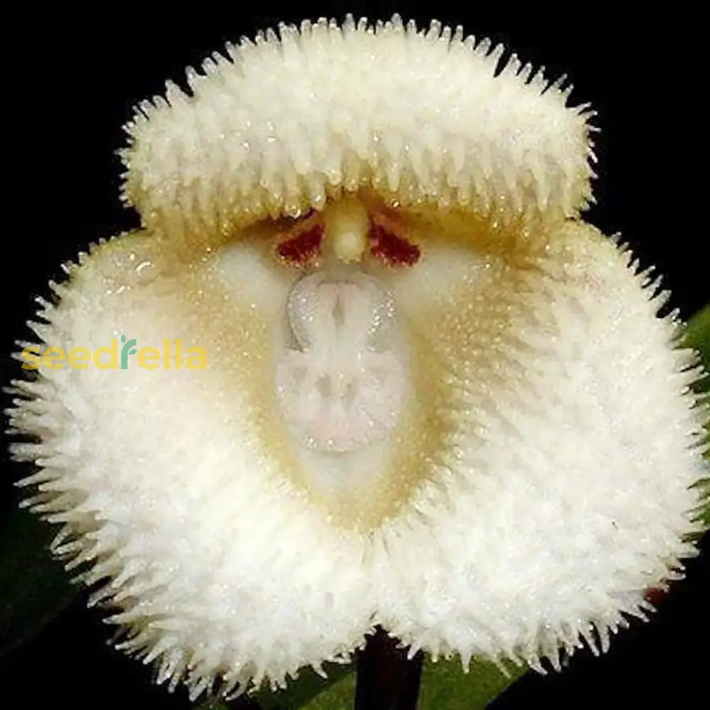 Monkey Face Orchid Flower Seeds Dracula Simia Perennial Non-Gmo Fragrant Indoor Potted Plant Best