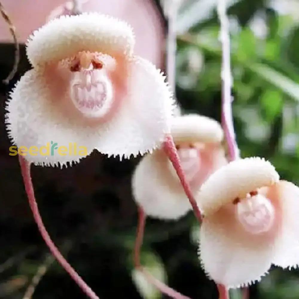 Monkey Face Orchid Flower Seeds Dracula Simia Perennial Non-Gmo Fragrant Indoor Potted Plant Best