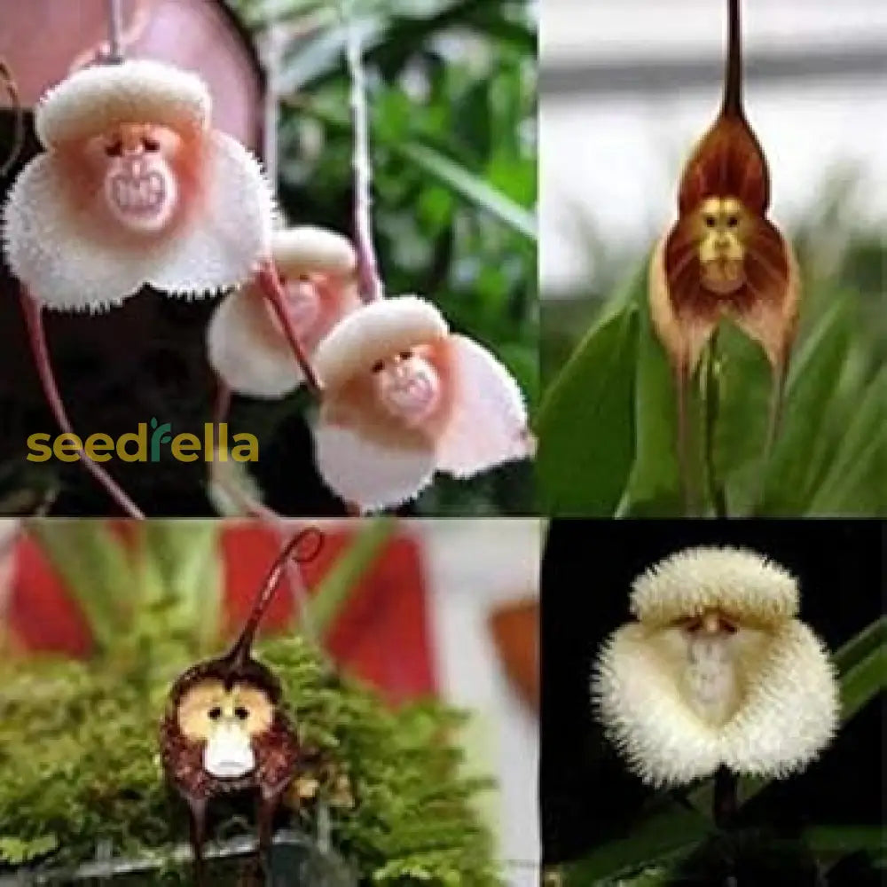 Monkey Orchid Seeds For Planting  Unique Mixed Collection Flower