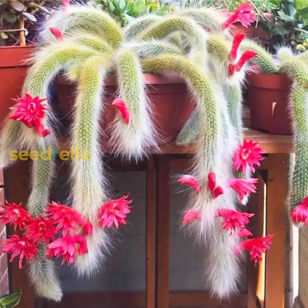 Monkey Tail Cactus Flower Seeds For Planting  Unique Cacti Your Garden