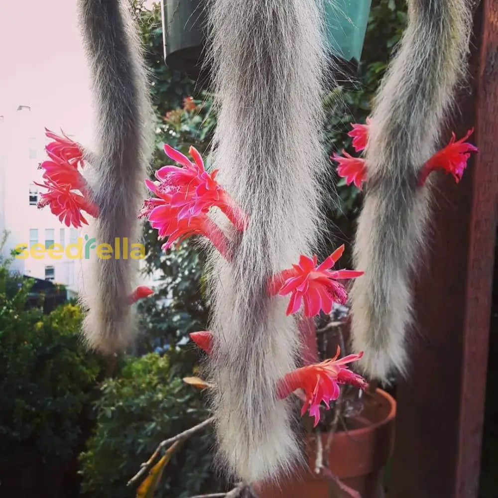 Monkey Tail Cactus Flower Seeds For Planting  Unique Cacti Your Garden