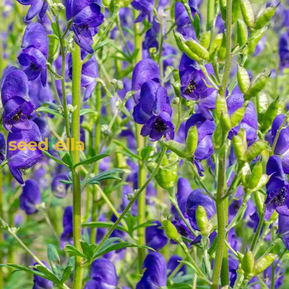 Monkshood Blue Flower Seeds For Planting - Stunning Perennial Blooms