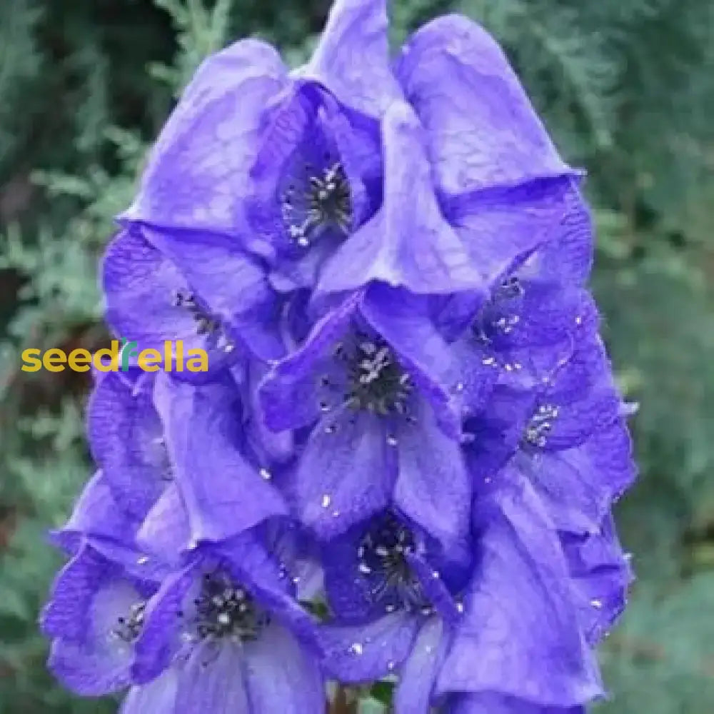 Monkshood Blue Flower Seeds For Planting - Stunning Perennial Blooms