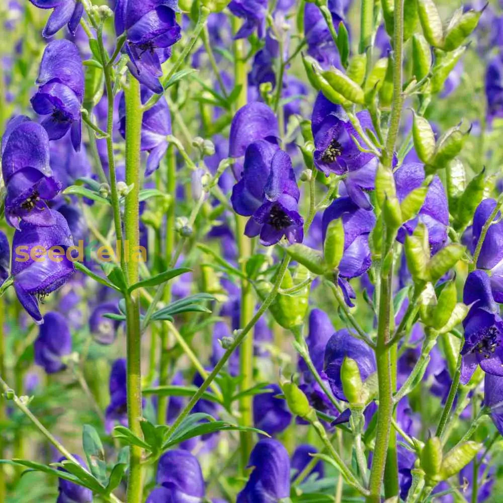 Monkshood Blue Flower Seeds For Planting - Stunning Perennial Blooms