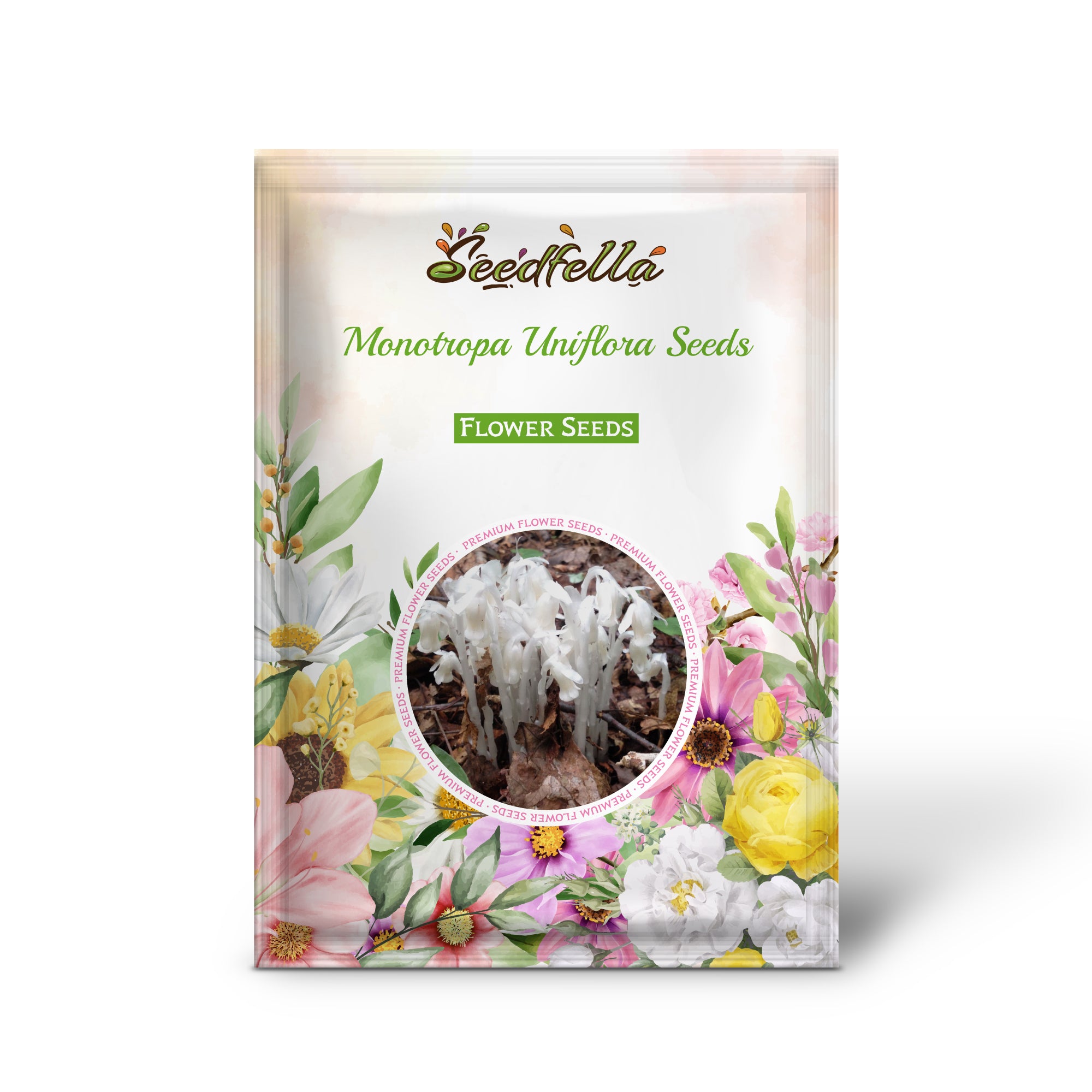 Monotropa uniflora seeds early germination signs