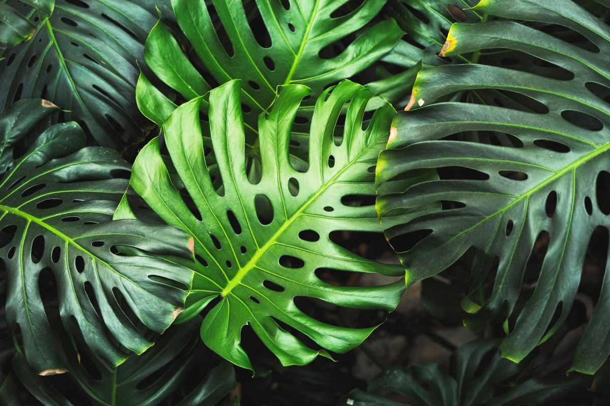 Monstera deliciosa growing in indoor pot near window