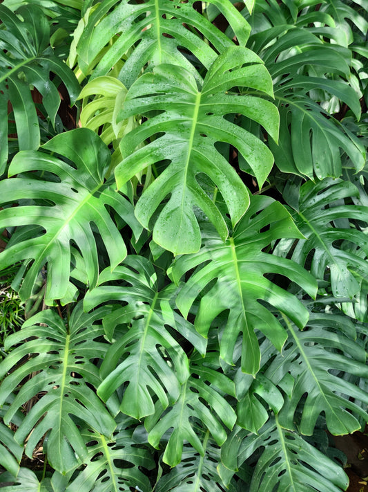 Monstera deliciosa organic seeds for planting