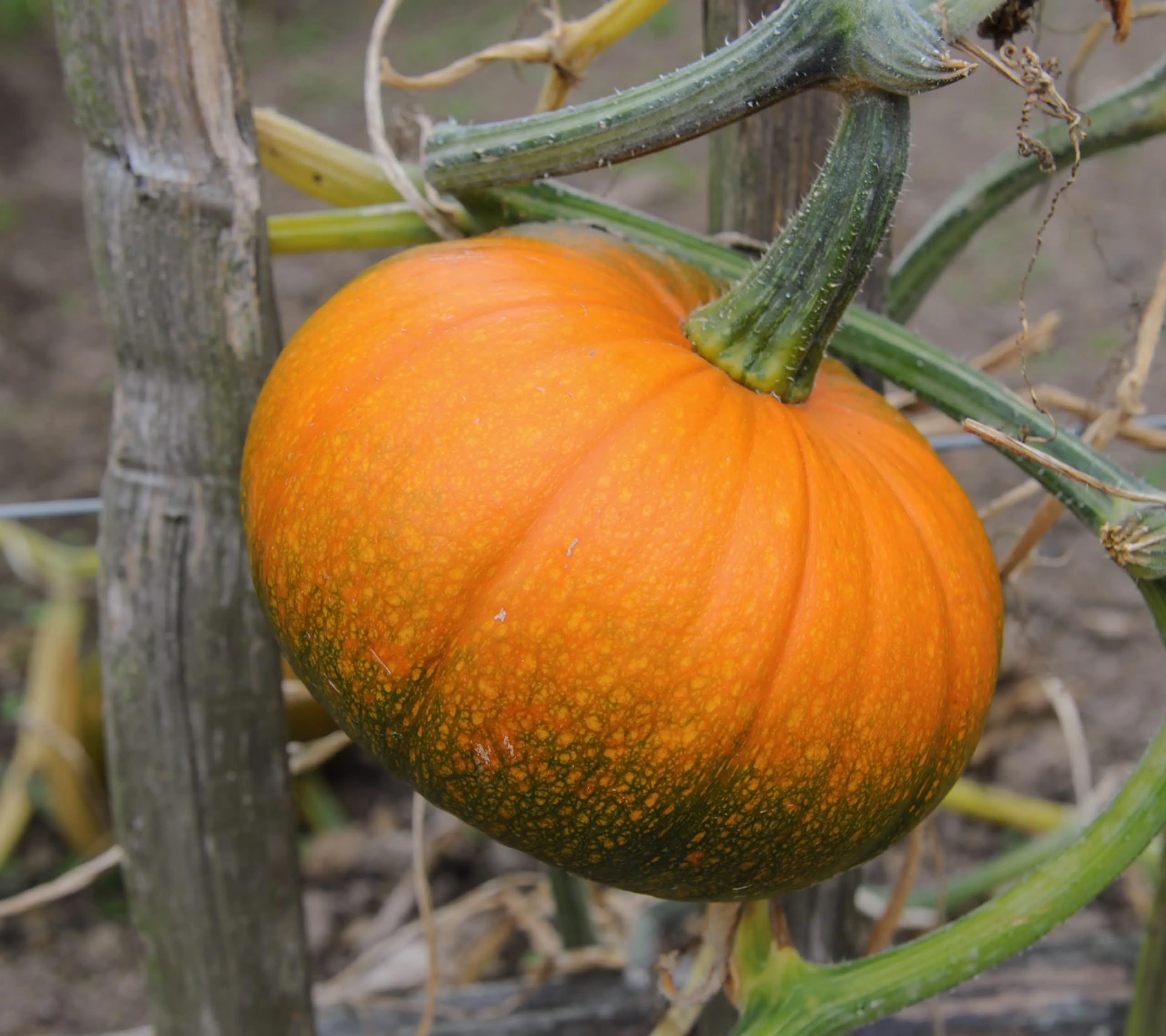 Mooregold organic pumpkin seeds for planting Cucurbita pepo