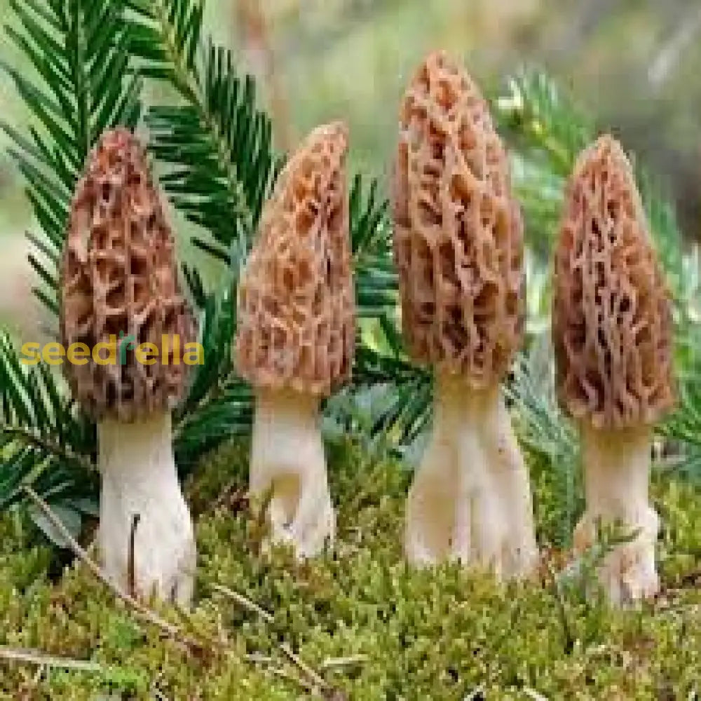 Morchella Esculenta Mushroom Seeds For Planting Vegetable Seeds