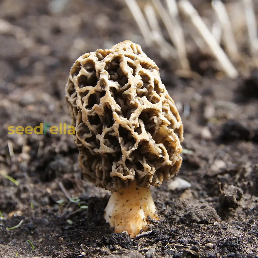 Morchella esculenta mushroom spores for planting