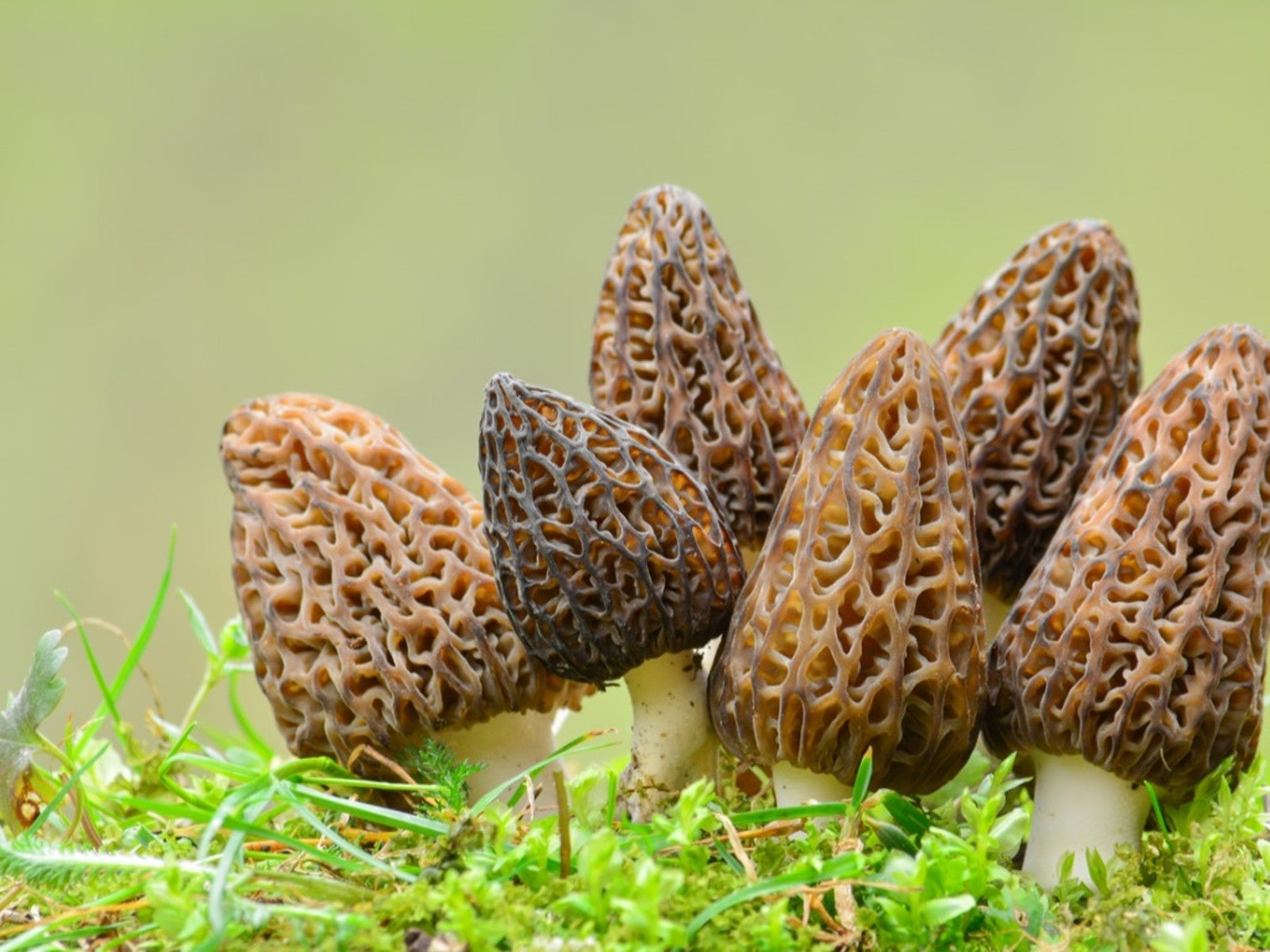 Planting guide for mixed morel mushroom seeds