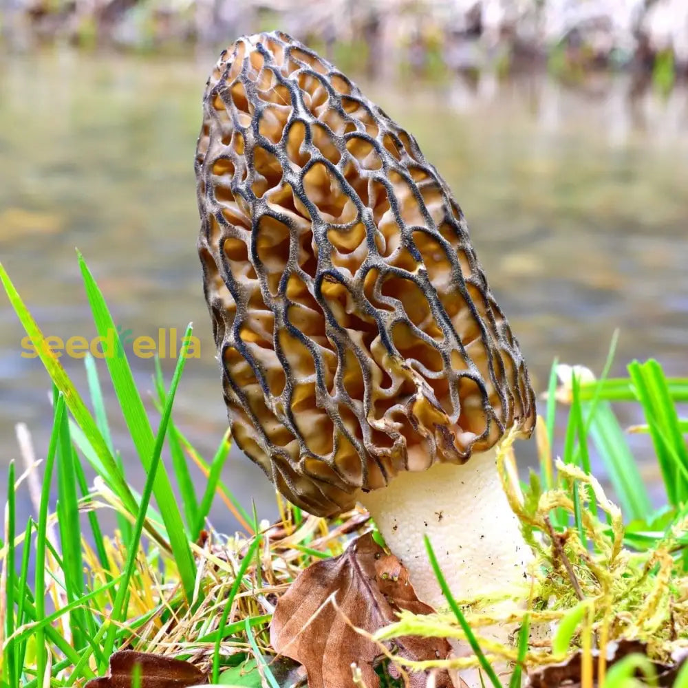 Morel mushroom seeds for planting in home gardens