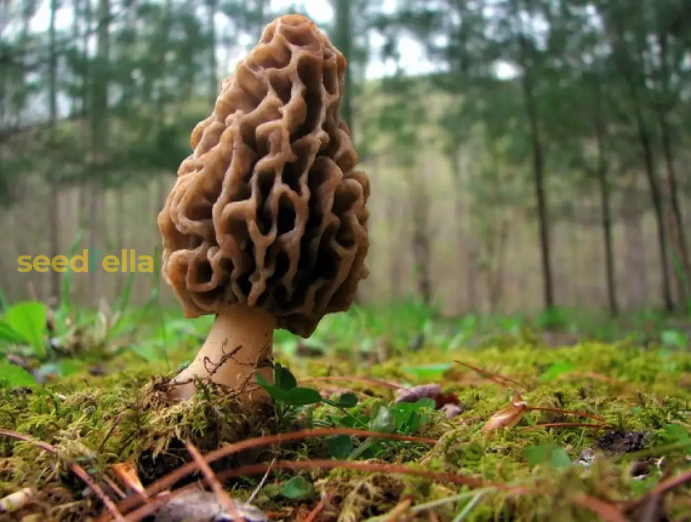 Morel mushroom seeds for easy home gardening