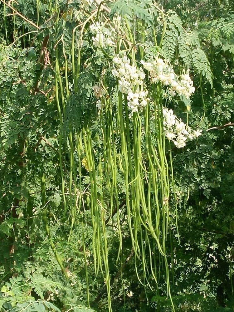 Moringa Oleifera tree seeds