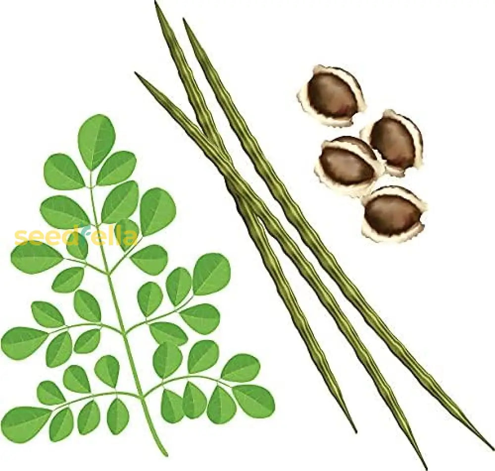 Moringa Seeds Organic Large Size Pkm1 Variety Malunggay Shobhanjana Miracle Tree Drumstick Best