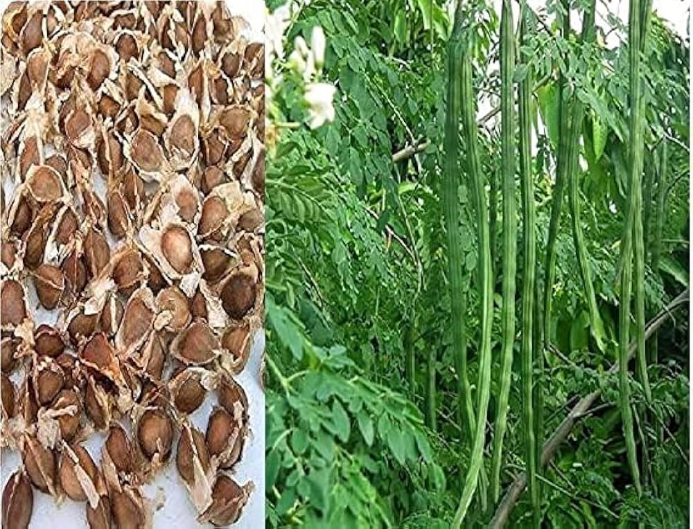 Young moringa plant growing in home garden