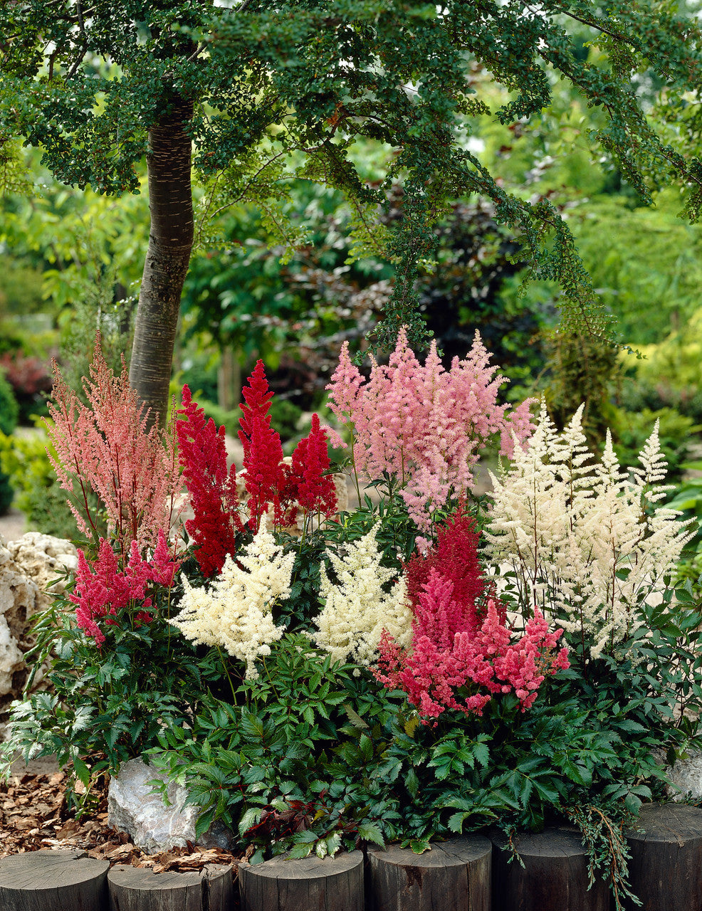 Morning Bloom Astilbe Flowers in Garden Borders