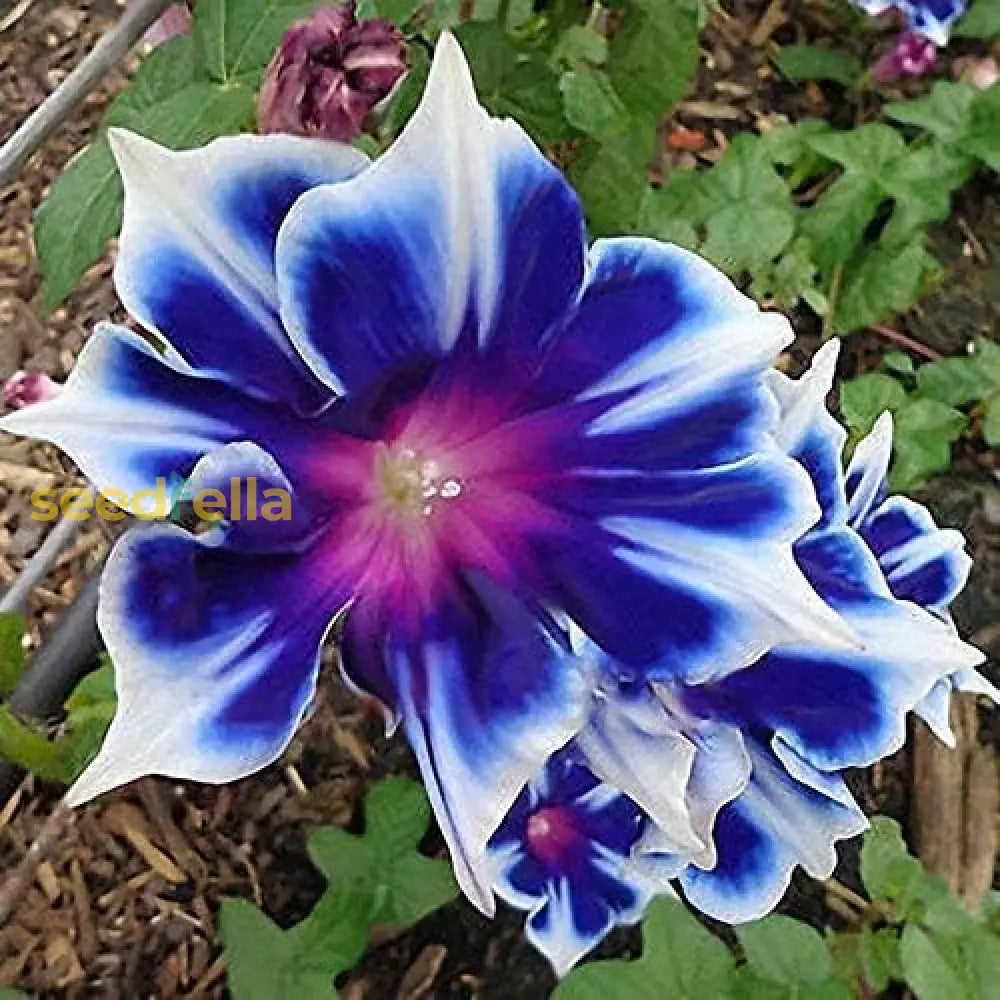 Morning Glory Seeds Beautiful Perennial Flowers For Garden Best Selling