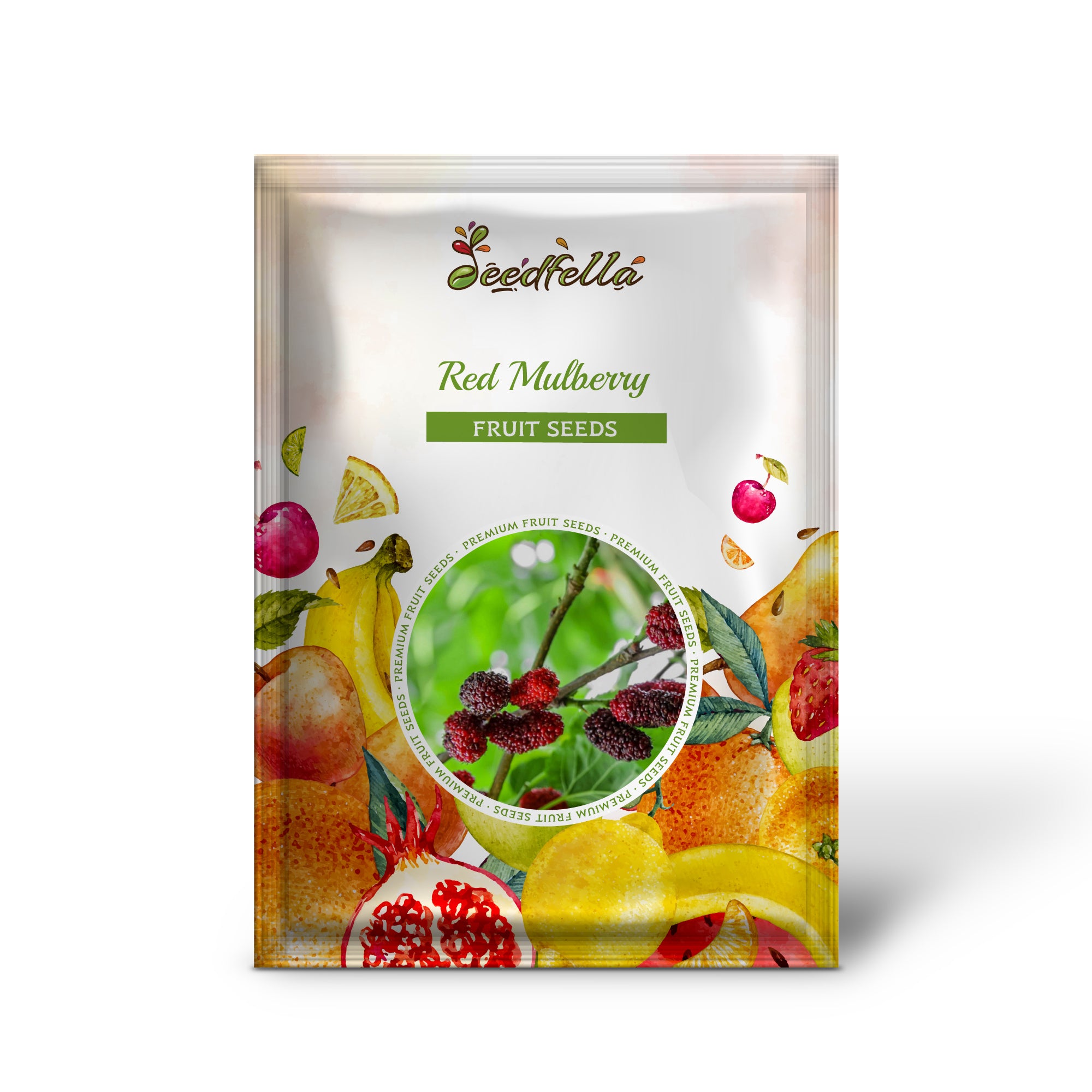 Morus rubra Red Mulberry seedlings growing in pots