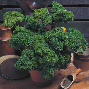 Moss Curled Parsley seeds thriving in container and patio gardens