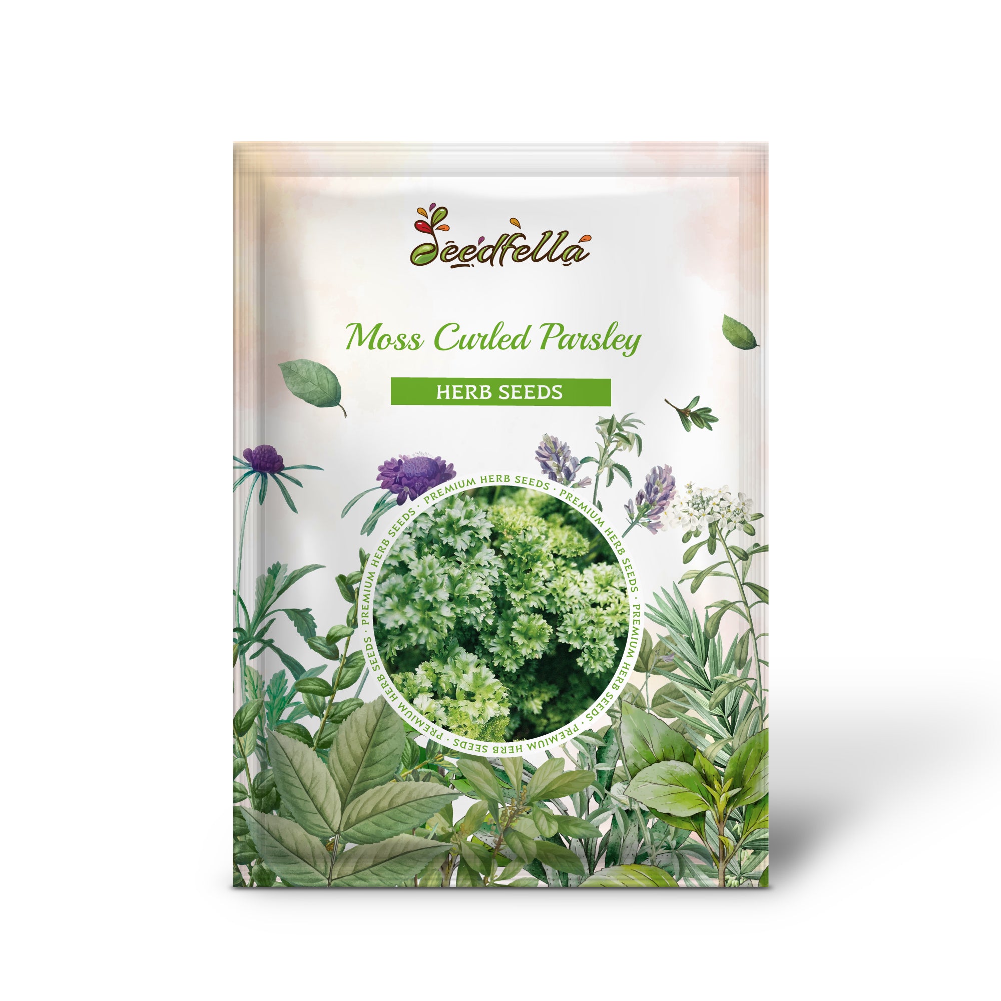 Dense leafy Moss Curled Parsley plants grown from non-GMO seeds