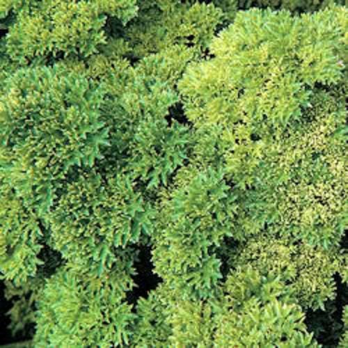 Moss Curled Parsley seeds Petroselinum crispum producing finely curled green leaves